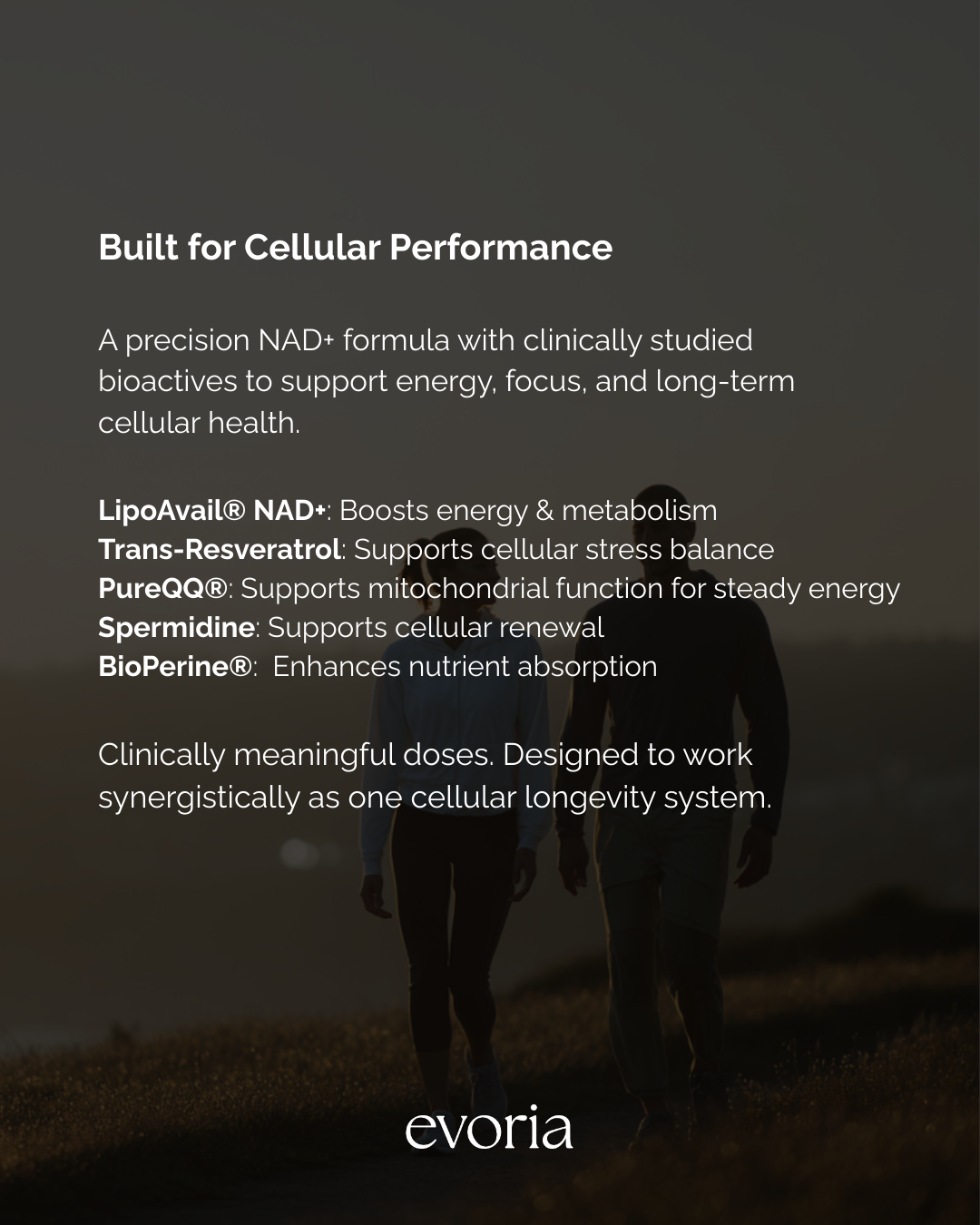 Evoria Morning Boost ingredients: LipoAvail NAD+, Trans-Resveratrol, PureQQ PQQ, Spermidine, and BioPerine for cellular performance