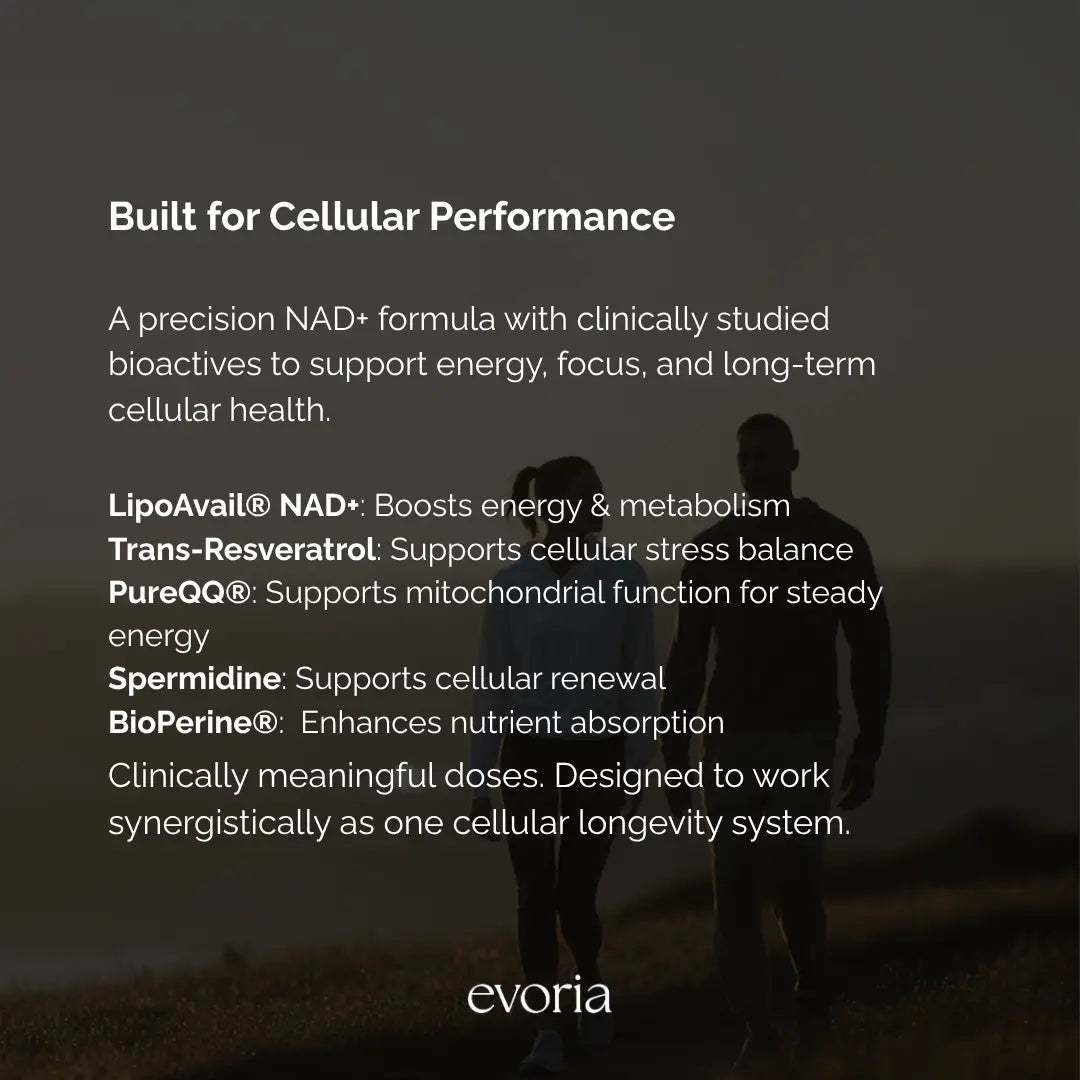 Evoria Morning Boost ingredient graphic highlighting LipoAvail NAD+, Trans-Resveratrol, PureQQ, Spermidine, and BioPerine.