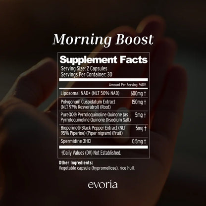 Evoria Morning Boost nutritional label detailing exact amounts for Liposomal NAD+, Polygonum Cuspidatum Extract, PureQQ, Bioperine, and Spermidine.